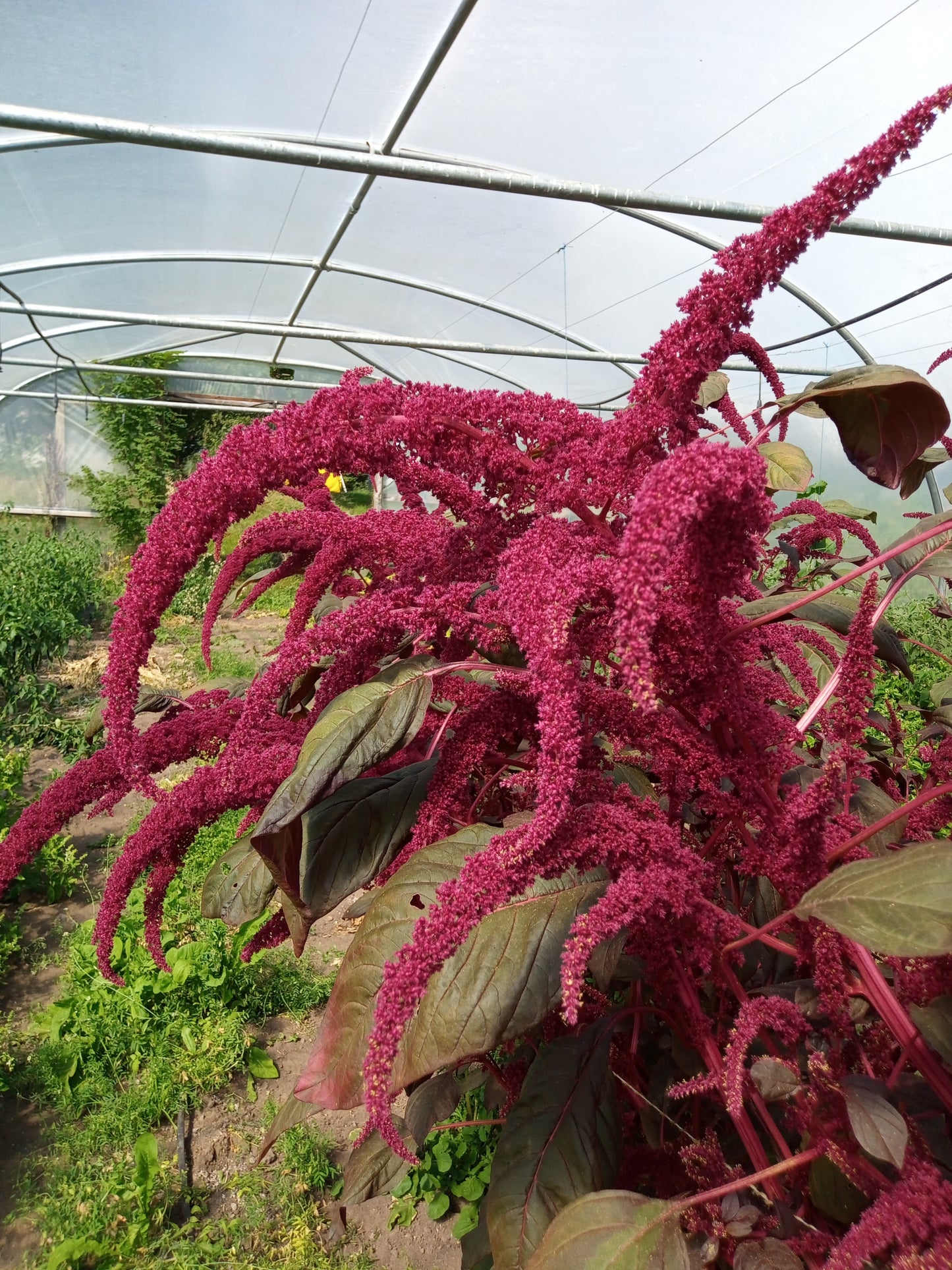 Amaranth Tricolour