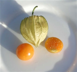 Cape Gooseberry,