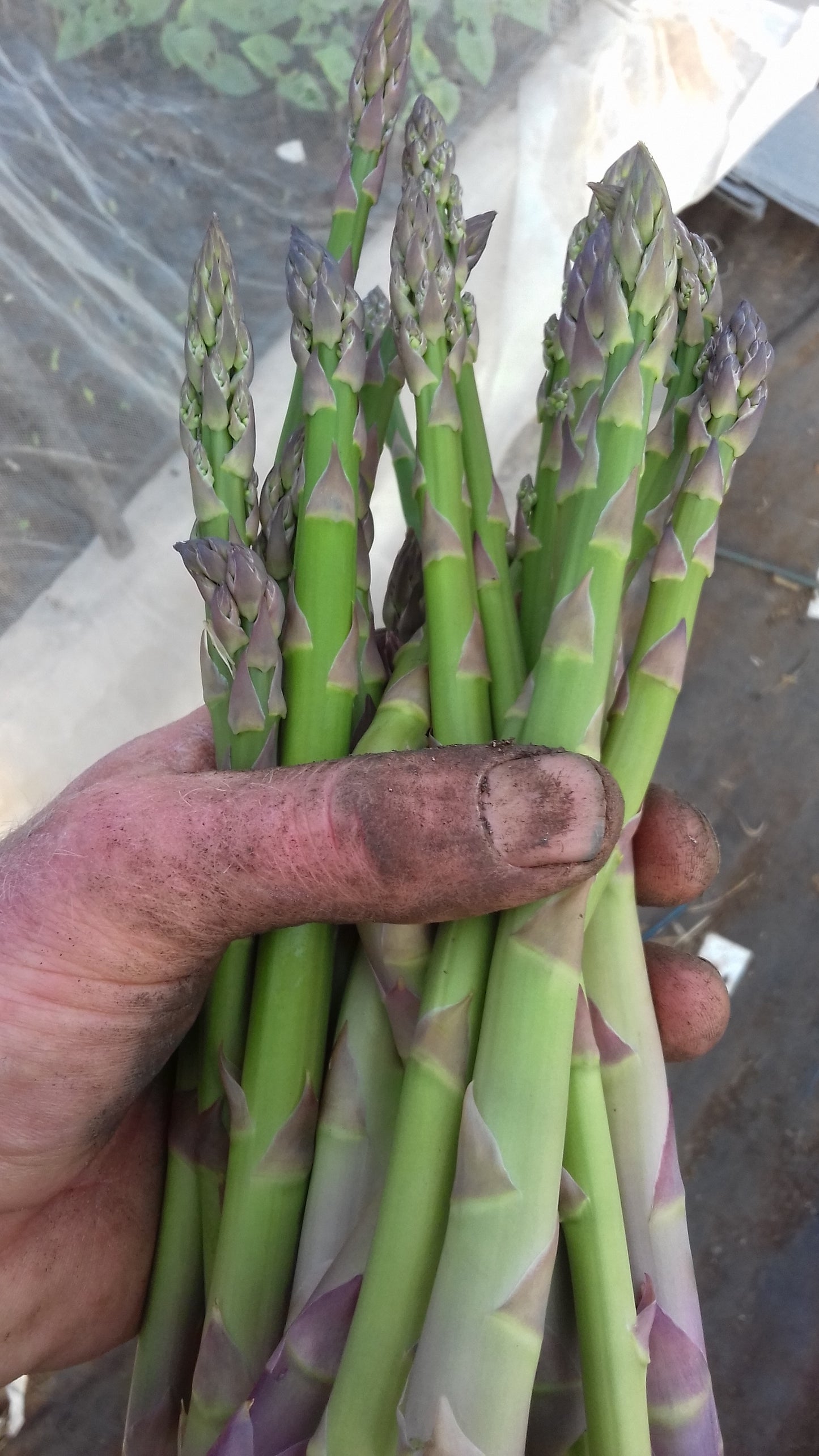 Cherbury Asparagus