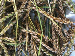 EZeer Thresh wheat
