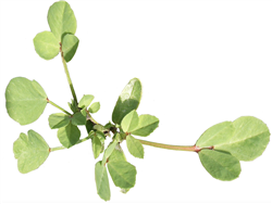 Fenugreek