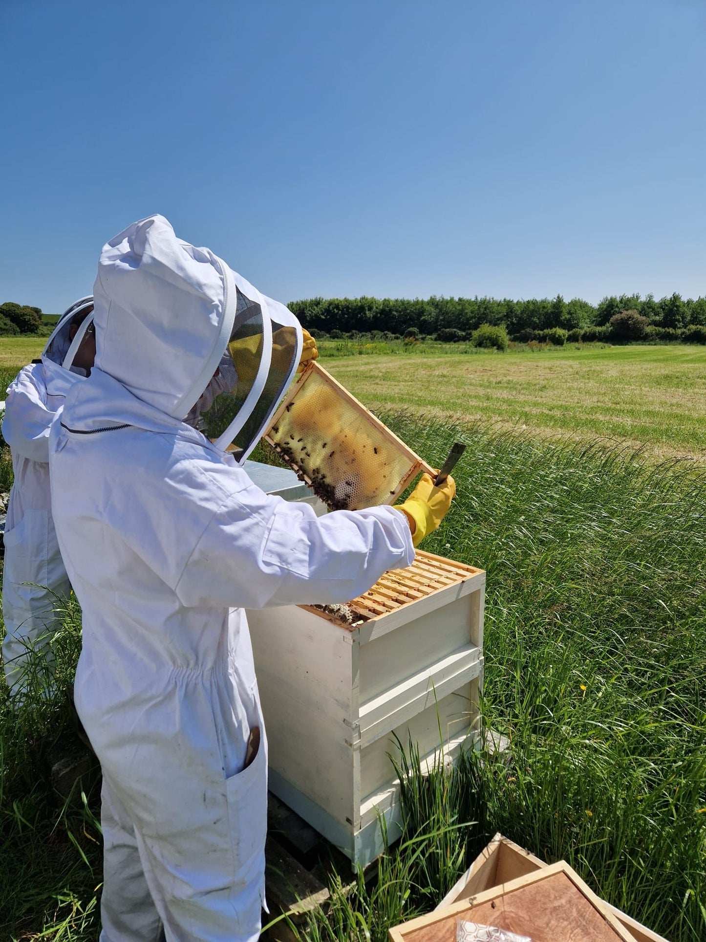 'Bee Keeping with Kate Manning' Saturday 11th May 2024