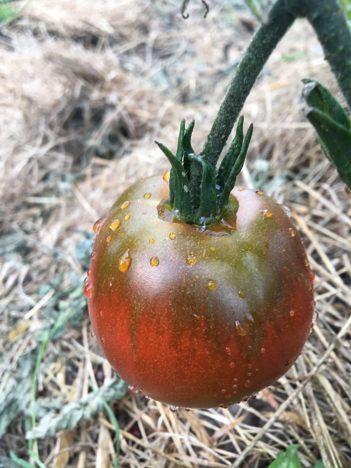 Purple Prince Tomato