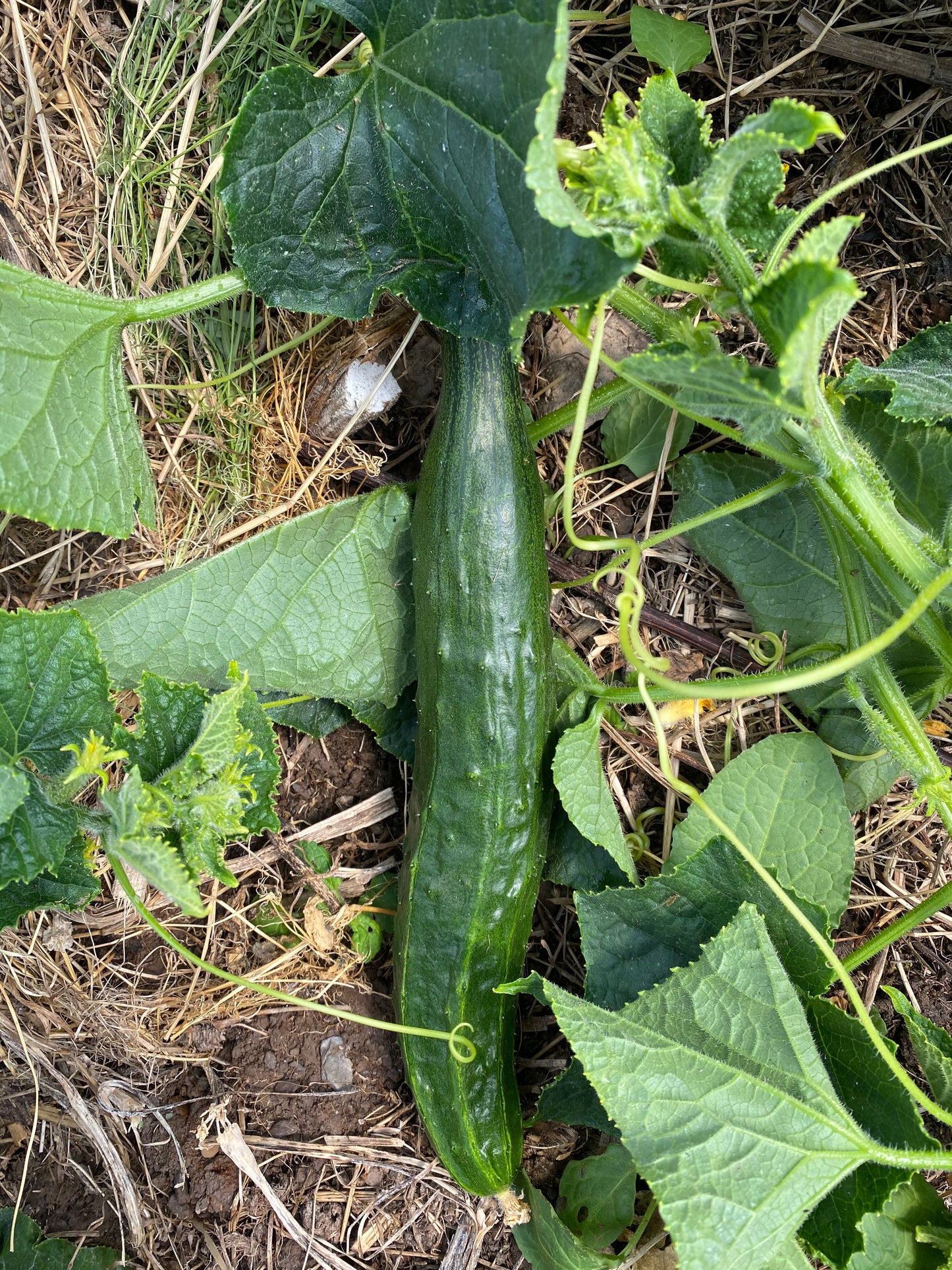 Suyo Long Cucumber