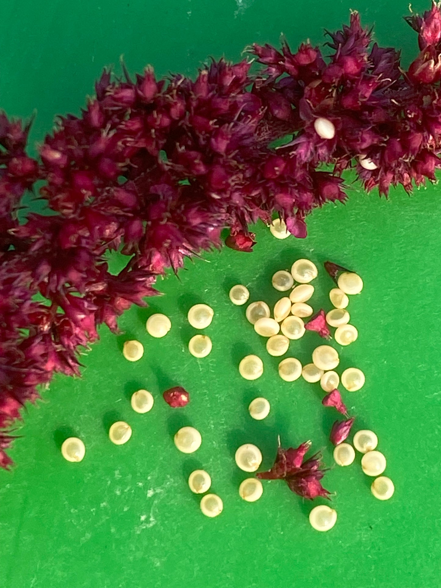 Burgundy Amaranth