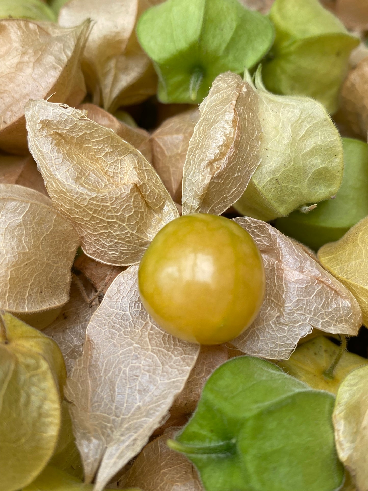 Pineapple Physalis