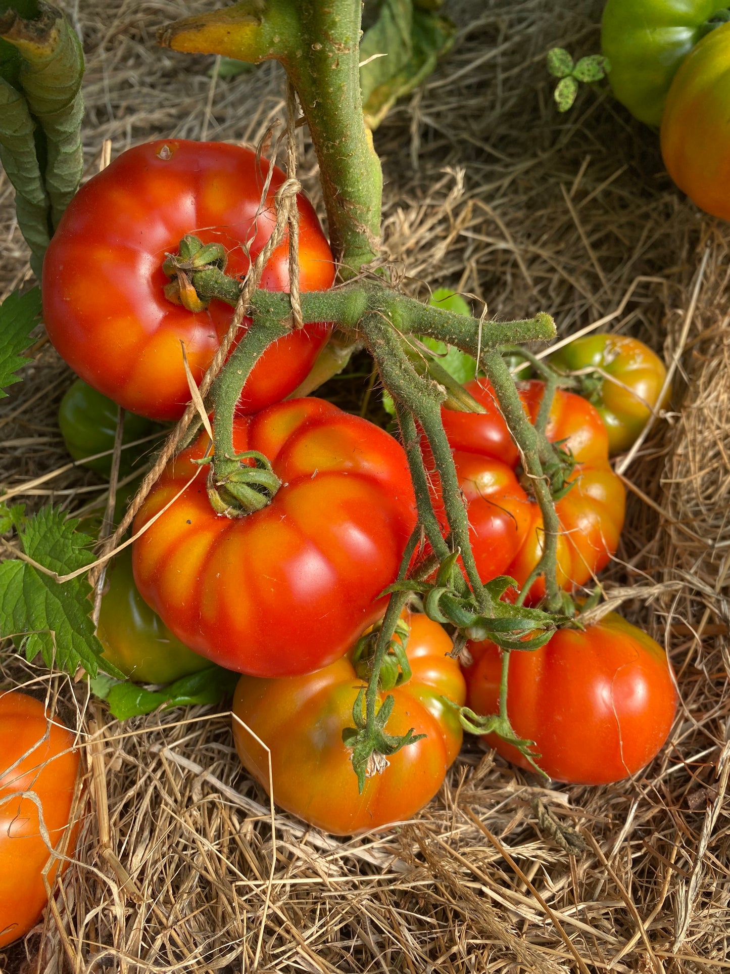 Costoluto Fiorentino