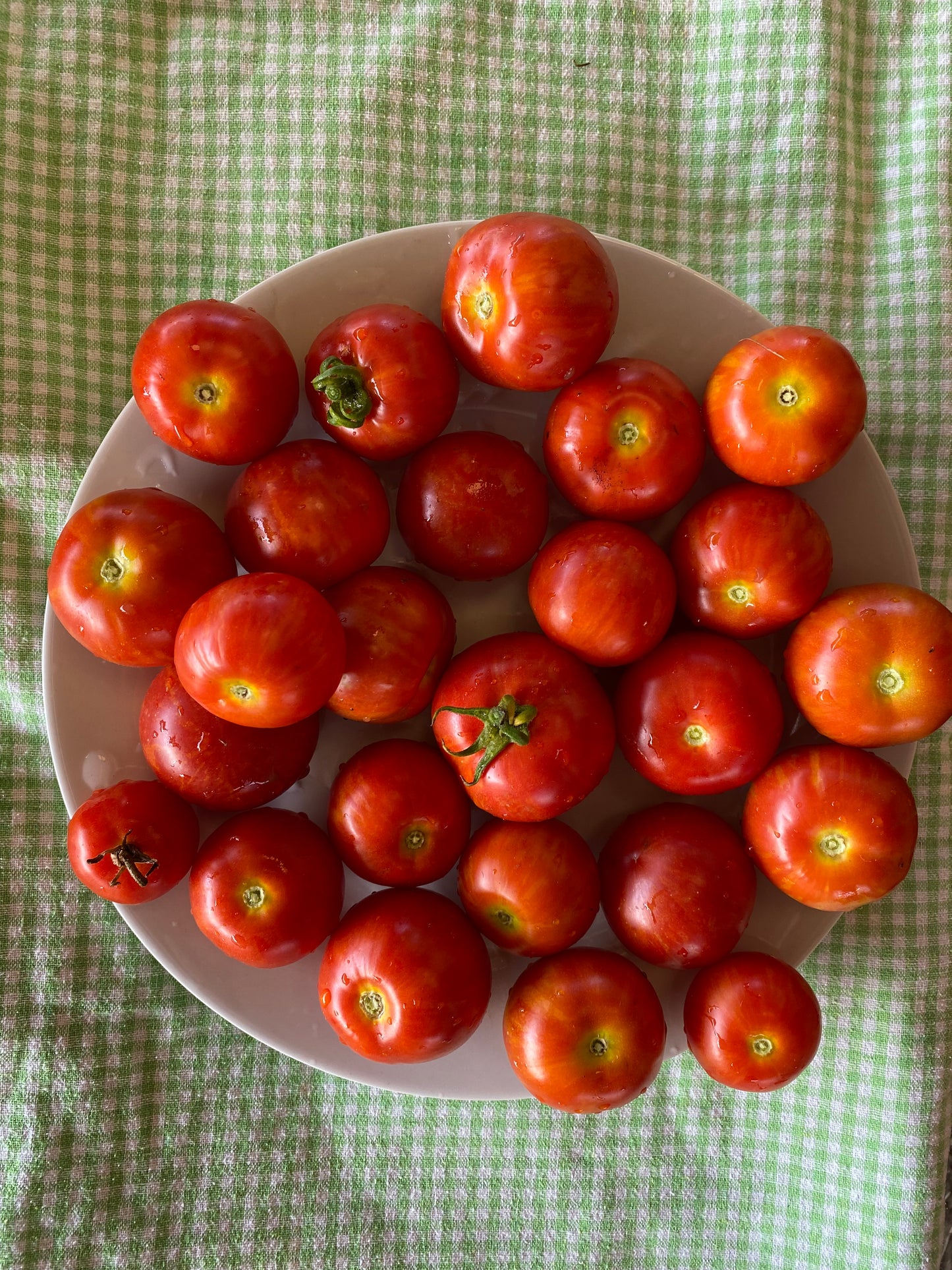 Tigerella Tomato