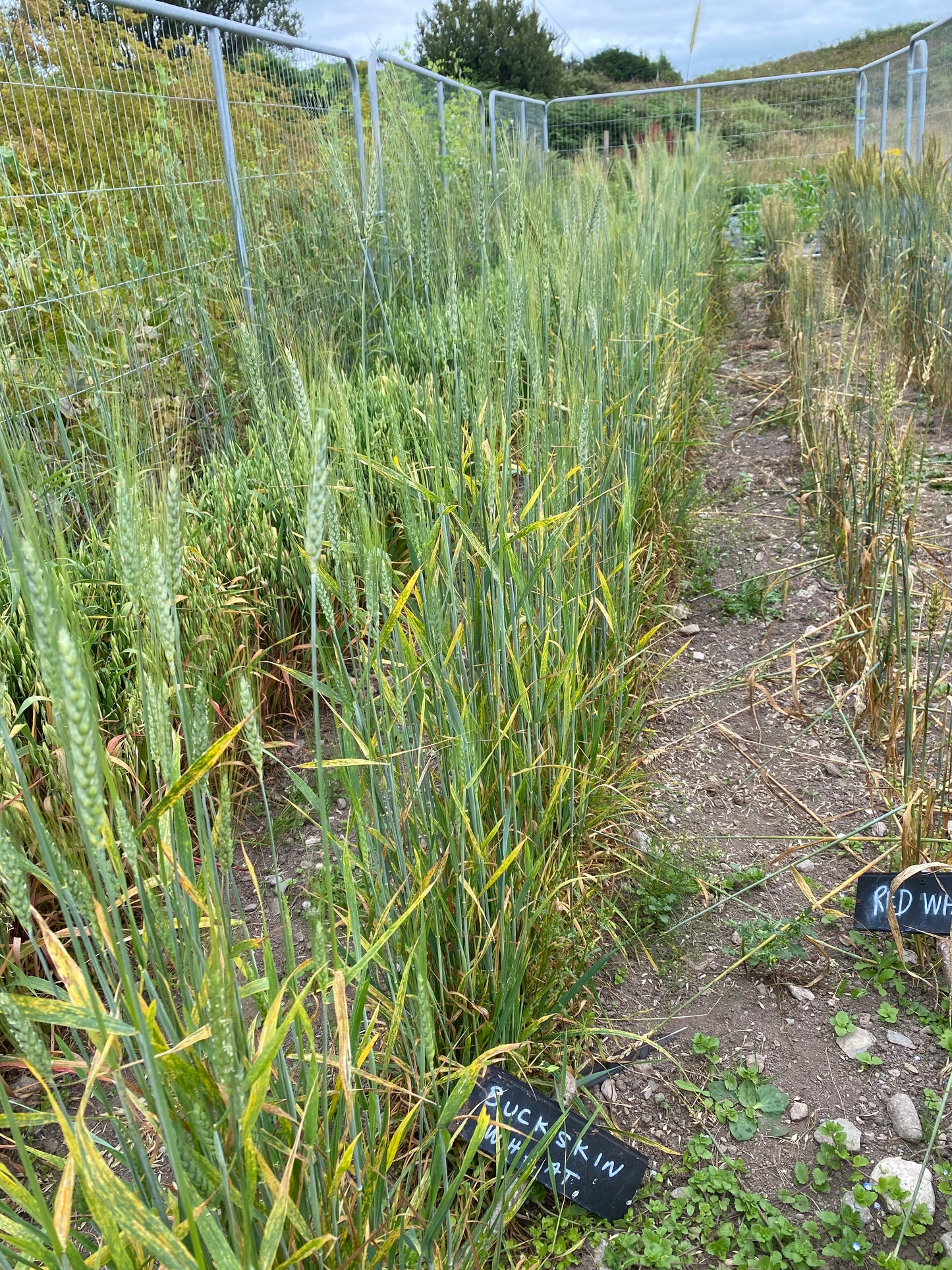 Buckskin Wheat