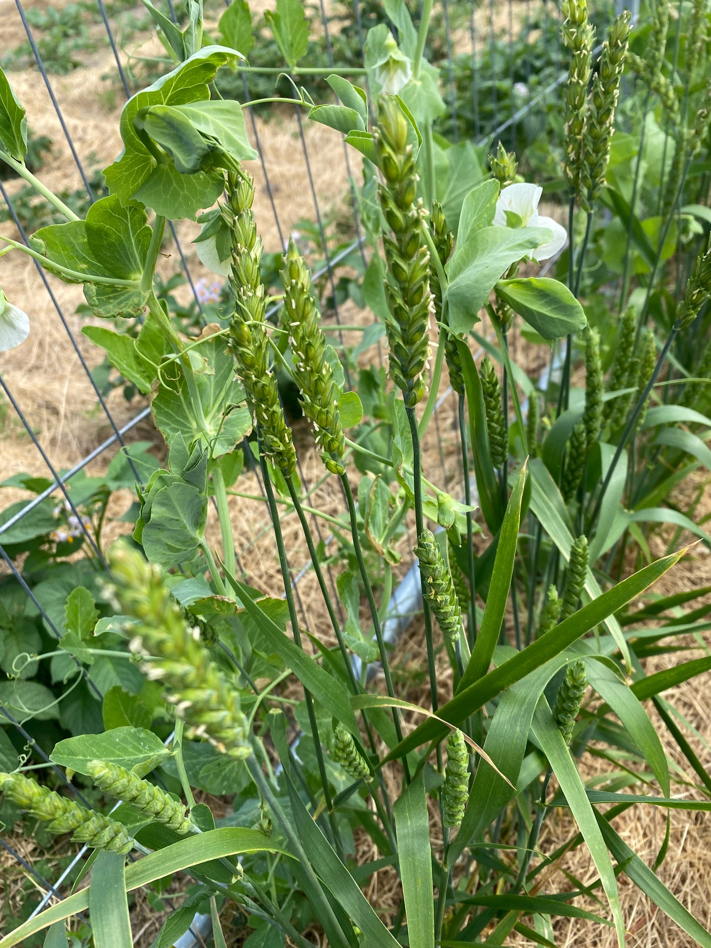 Purple Wheat