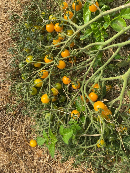 Cereza Amarillo