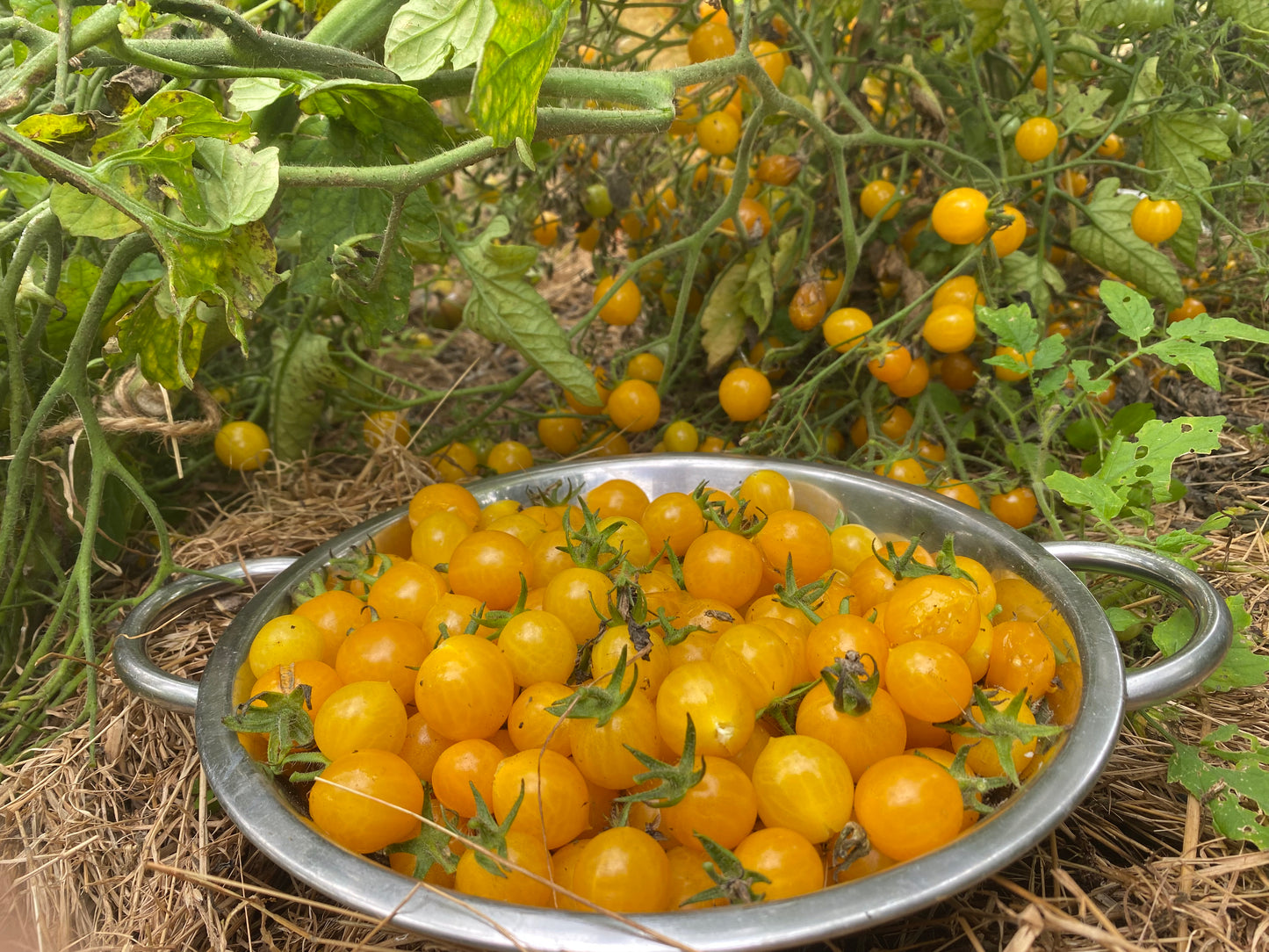 Cereza Amarillo
