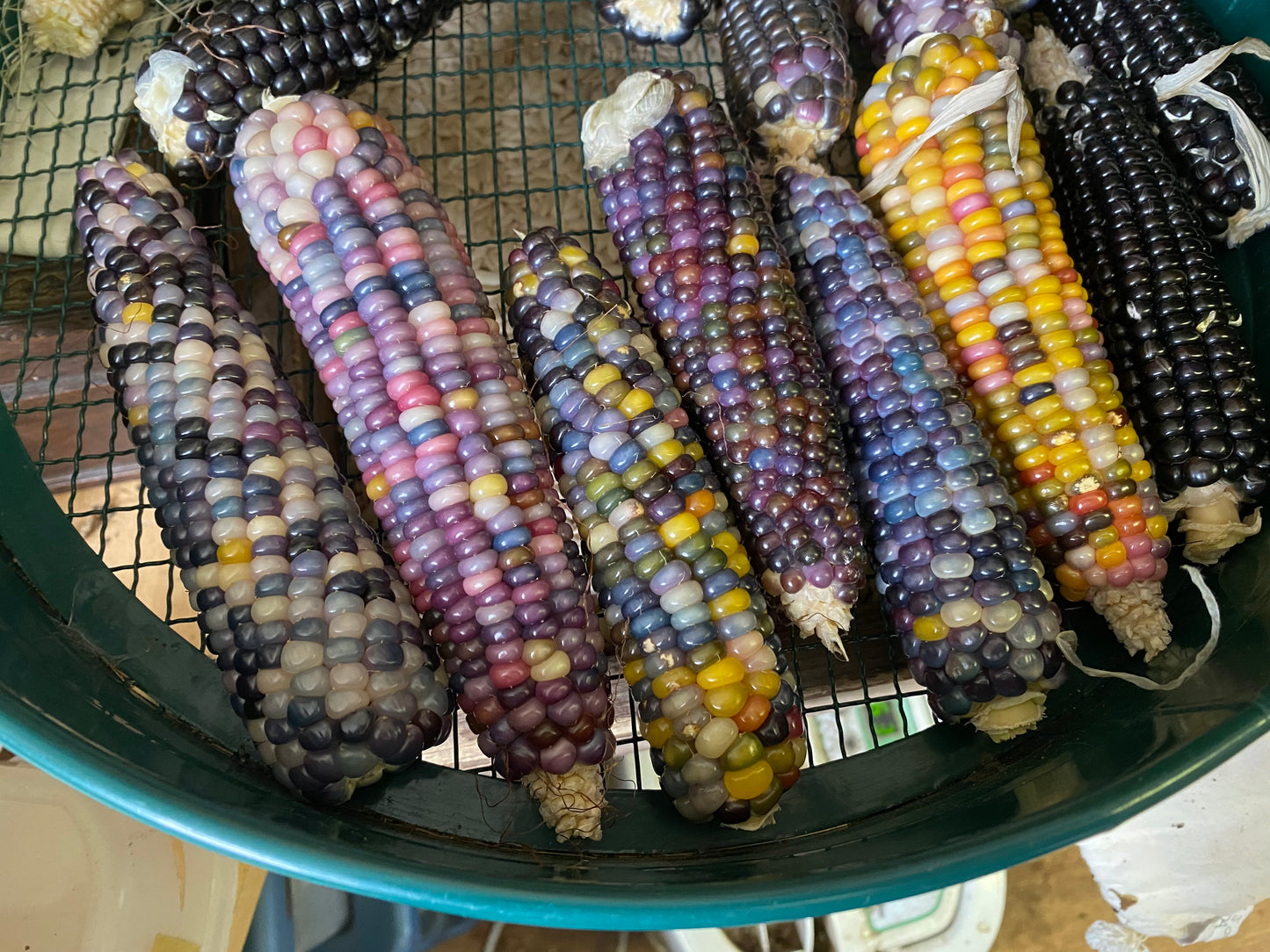 Glass Gem Corn