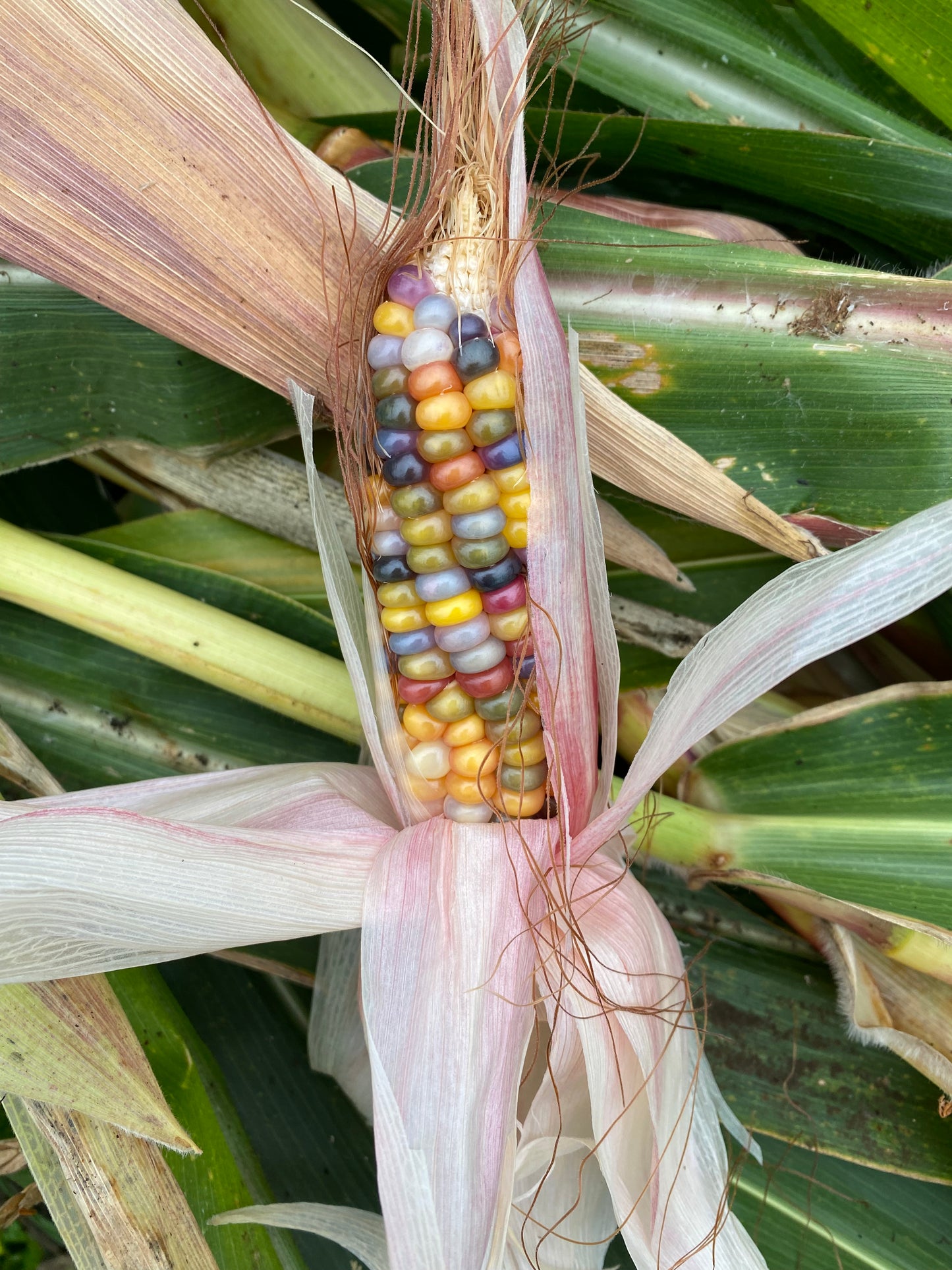 Glass Gem Corn