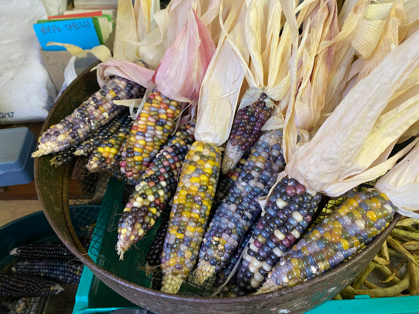 Plant breeding with Madeline June 5th bank holiday 2024