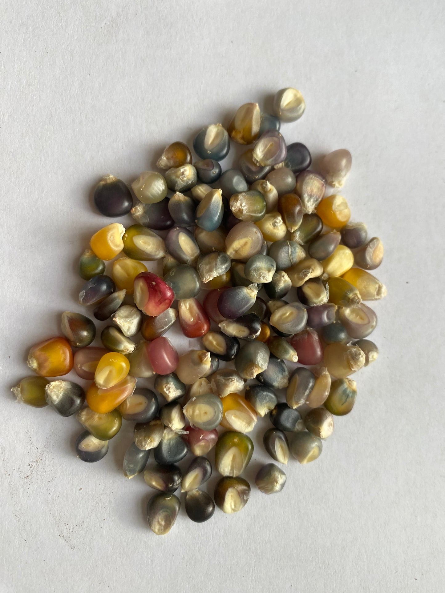 Glass Gem Corn