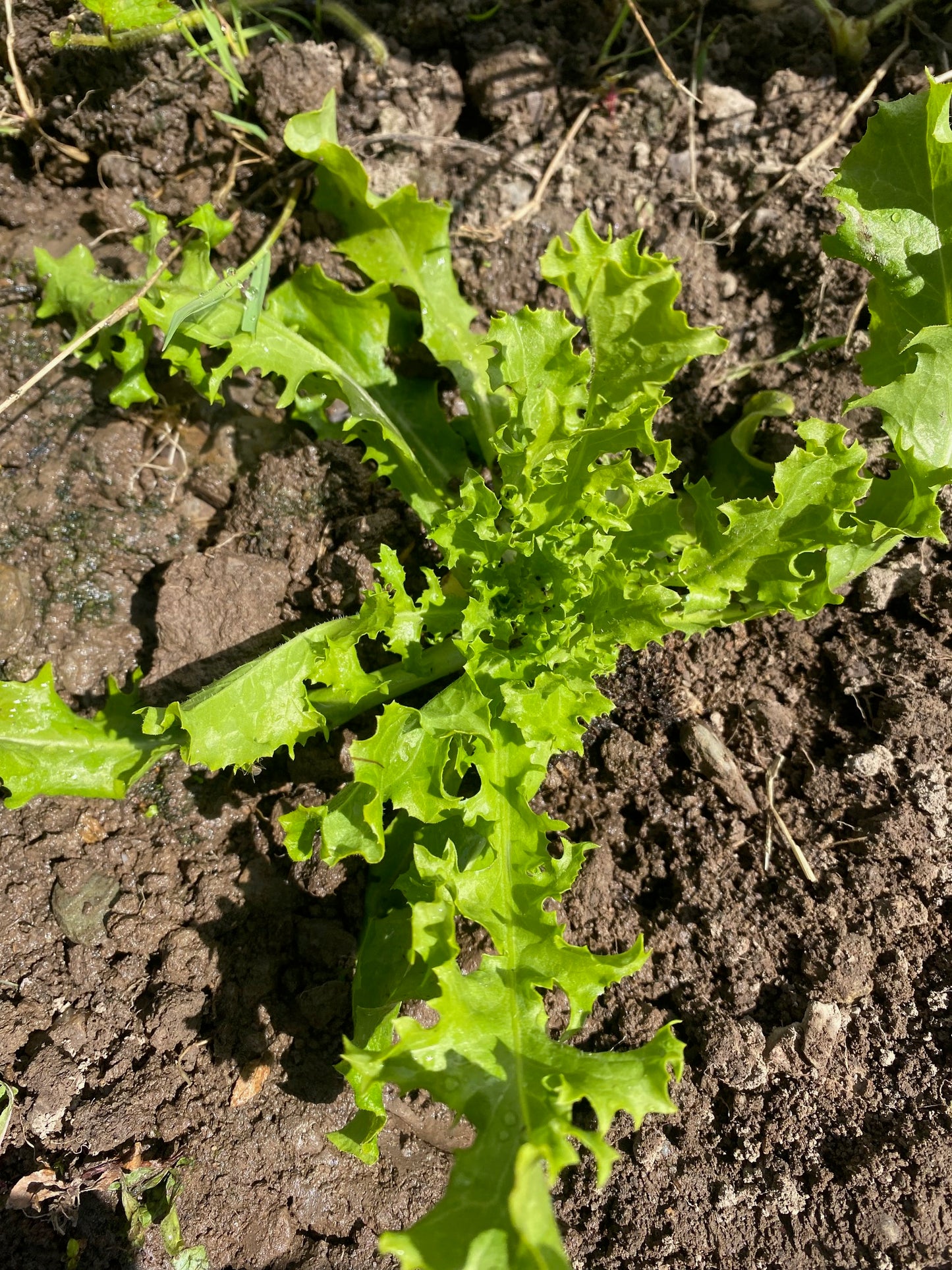 Endive Panclieri