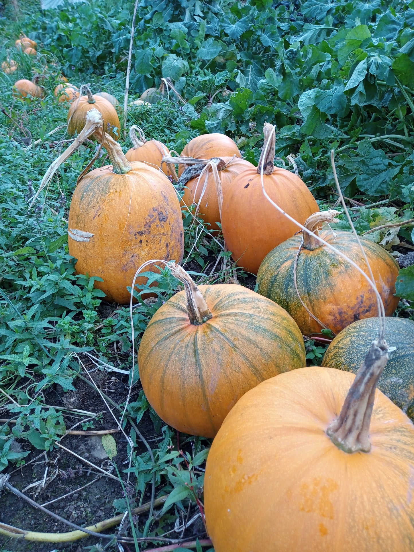 Jack O'Lantern