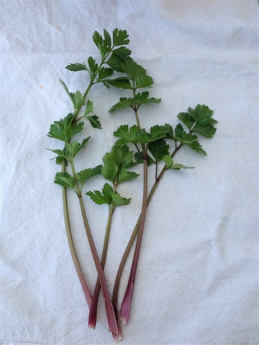 Red Stemmed Leaf celery 2