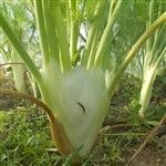 Romanesco Fennel