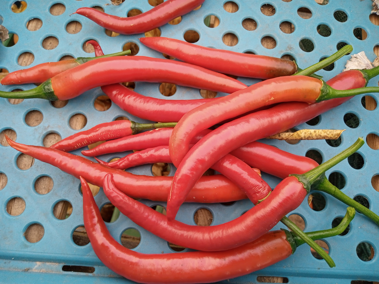 Slim Jim Chilli