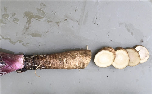 Japanese Burdock Takinogawa