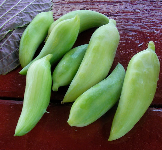 Achocha