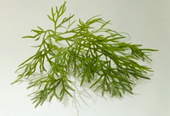 Dill