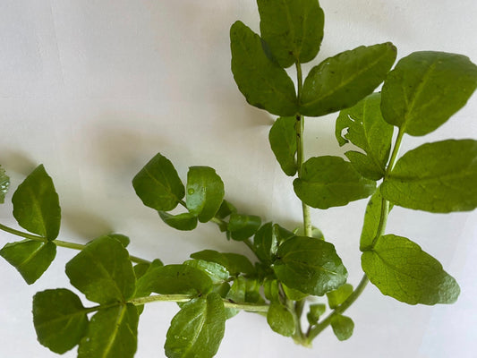 Water Cress