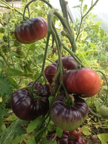 Blue Betty Tomato