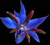 Borage