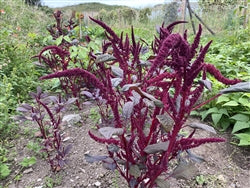 Burgundy Amaranth