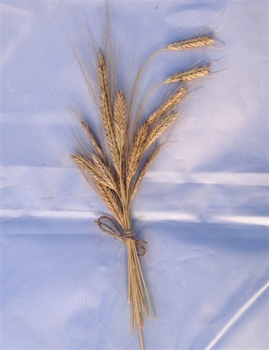 Einkorn Wheat