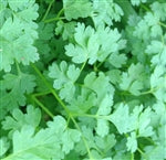 Chervil