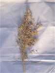 Donegal Oats