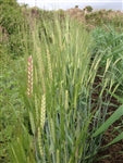 Emmer Wheat