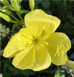 Evening Primrose