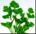 Giant Flat Leaved Parsley