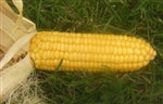 Golden Bantam Sweet Corn
