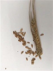 Hulless Barley