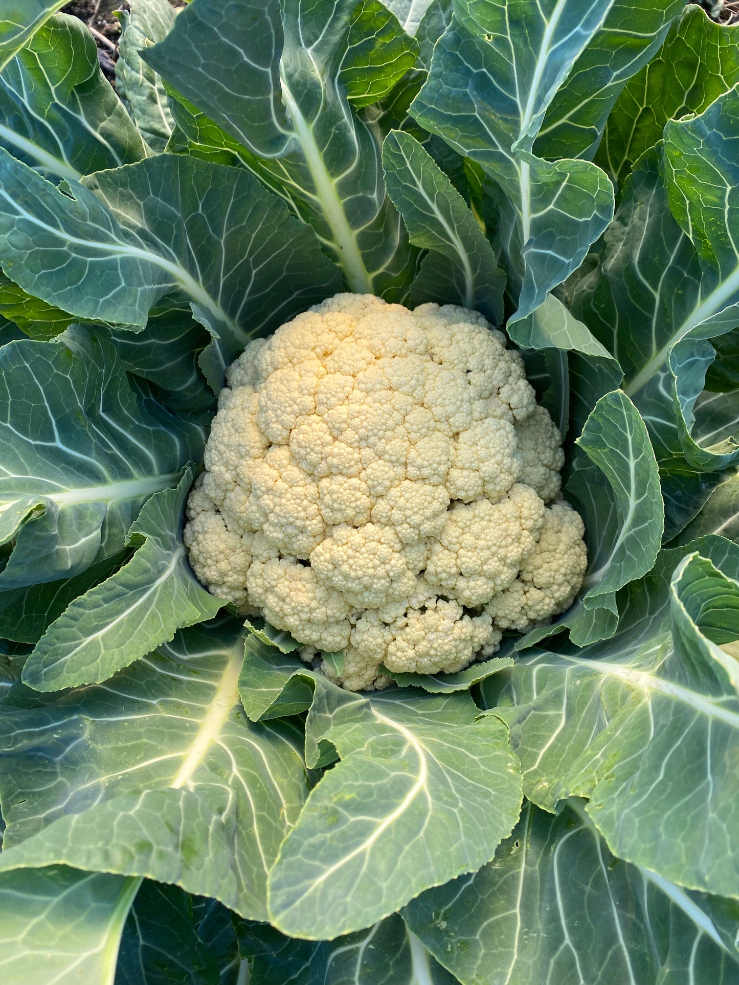 Winter Roscoff Cauliflower