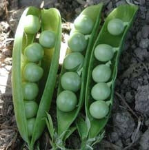 Irish Green Pea