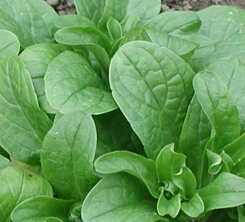 Lamb's Lettuce