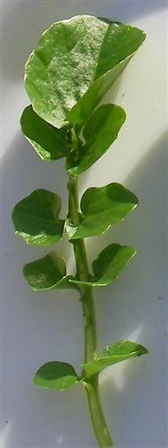 Land Cress