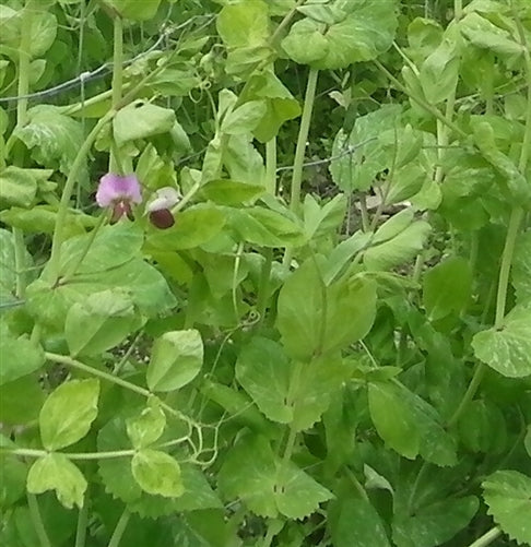 Latvian Christmas pea