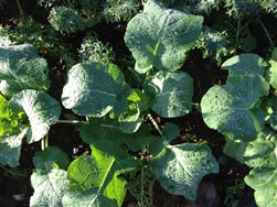 Madeley Kale