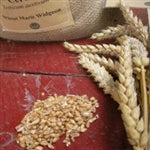 Maris Widgeon Wheat