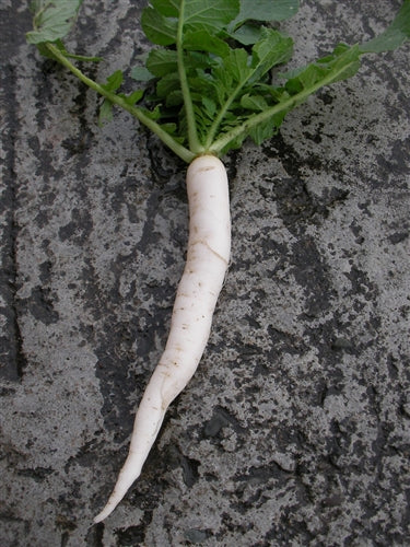 Mino Early Daikon