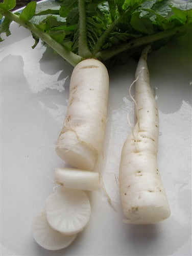 Mino Early Daikon