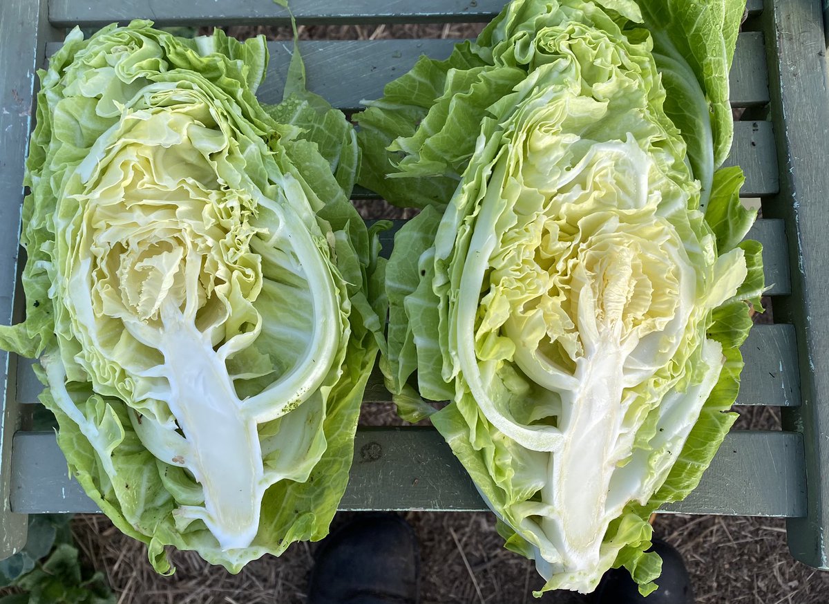 Myatts Offenham Cabbage